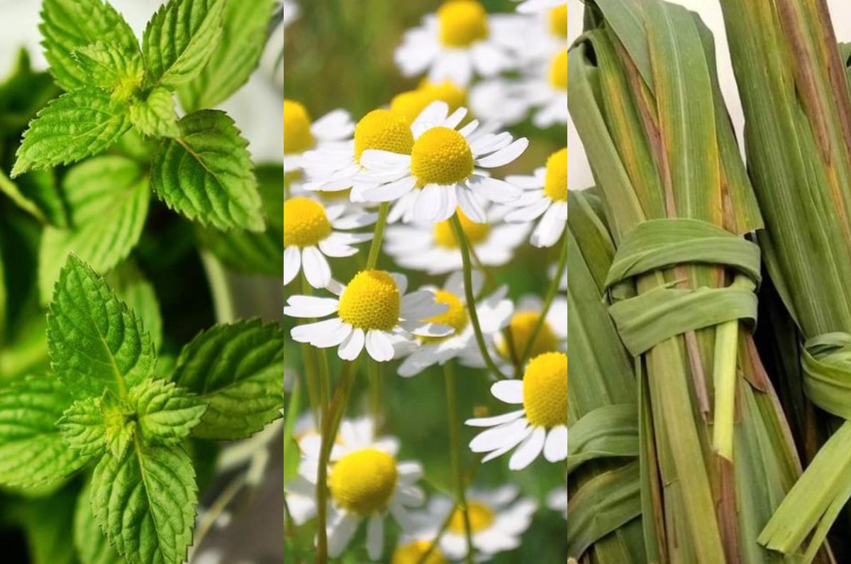 Plantas medicinales